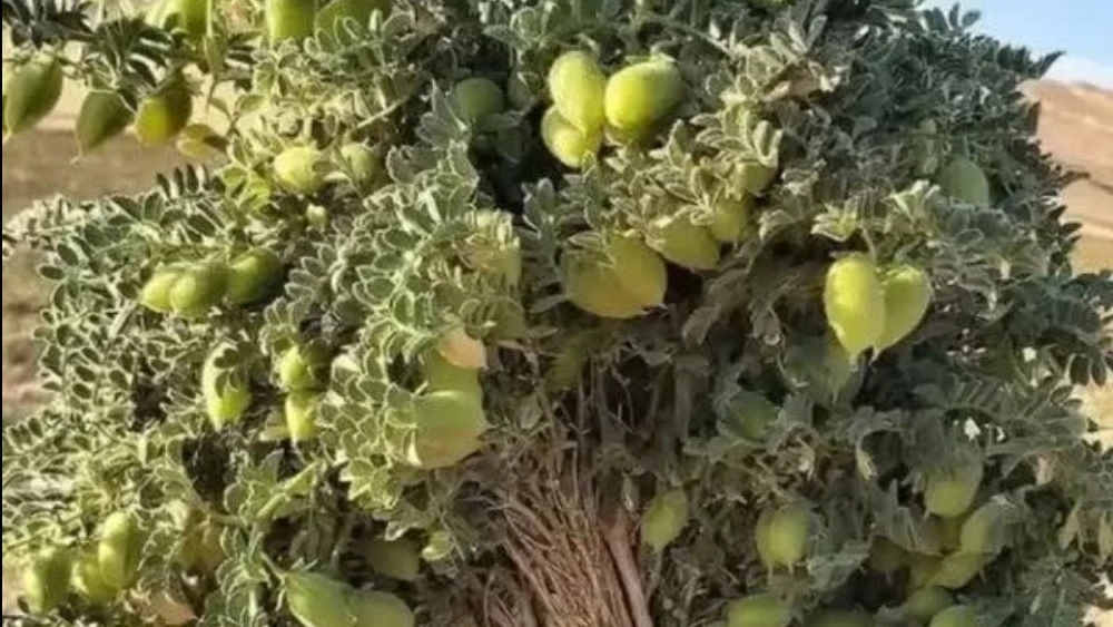 راهنمای جامع کاشت نخود بهاره: اصول کشت دیم و انتخاب بهترین بذر برای حداکثر عملکرد