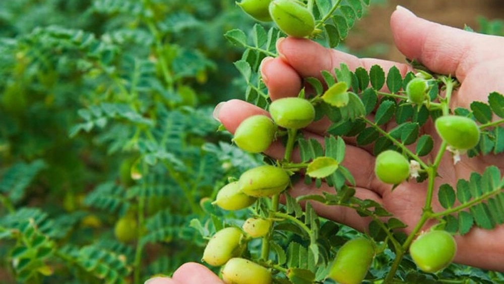 قیمت خرید بذر نخود پایه بلند دیم