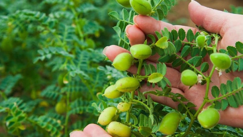 بهترین بذر نخود دیم + ارقام نخود اصلاح شده