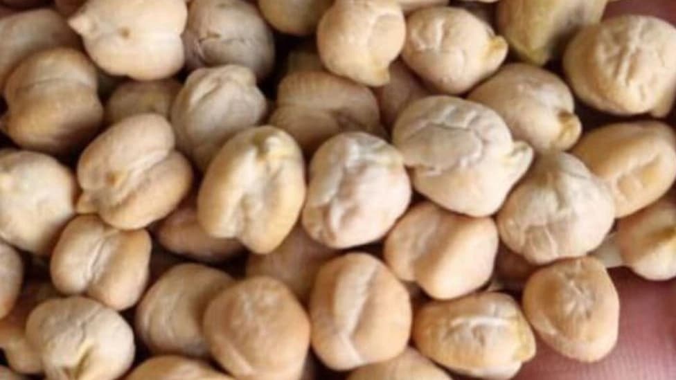 مرکز فروش نخود کرمانشاهی صادراتی درجه یک