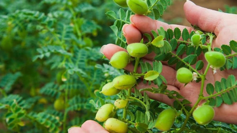 بهترین بذر نخود دیم + ارقام نخود اصلاح شده