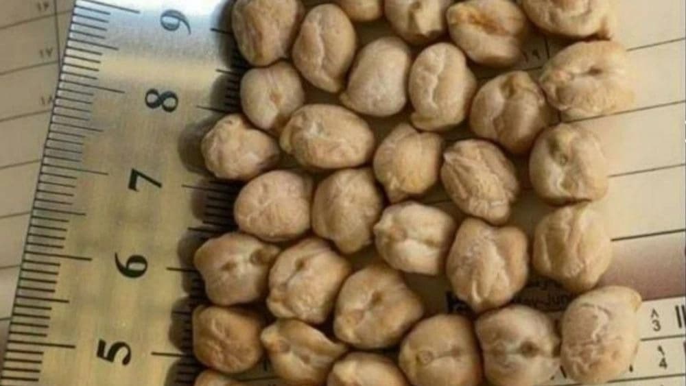 فروش نخود سه خان ۷،۸،۹