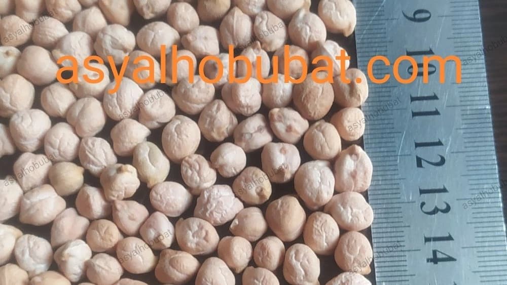 فروش عمده نخود ریز فلافلی + قیمت صادراتی