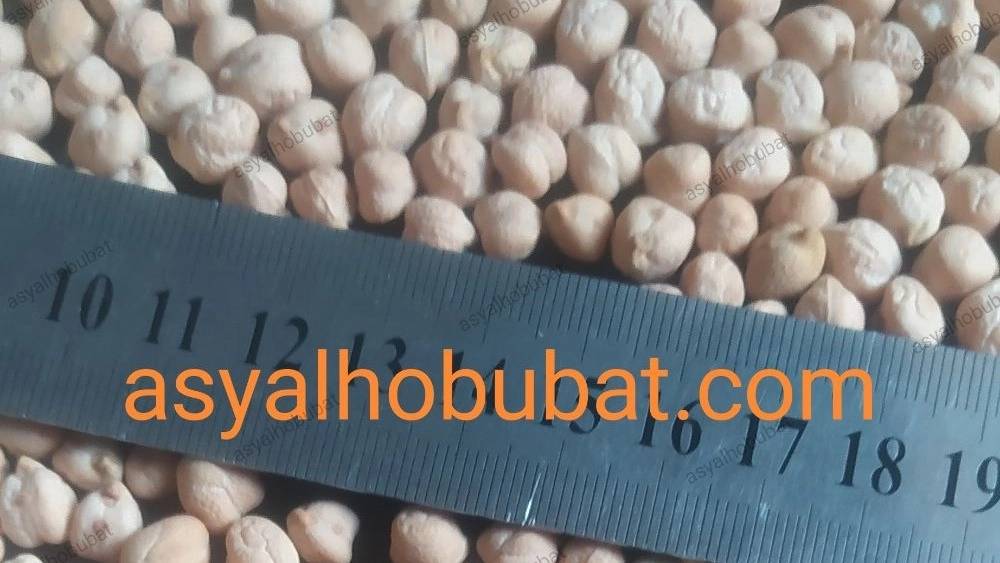 فروش عمده نخود ریز فلافلی + قیمت صادراتی فروش عمده نخود ریز فلافلی + قیمت صادراتی
